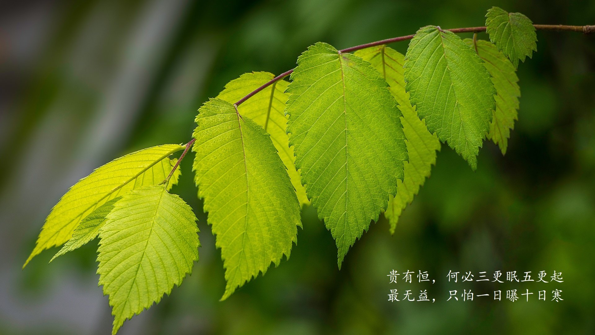 乌迪内斯后卫出色抢断反击，帮助球队取胜，乌迪内斯最新阵容